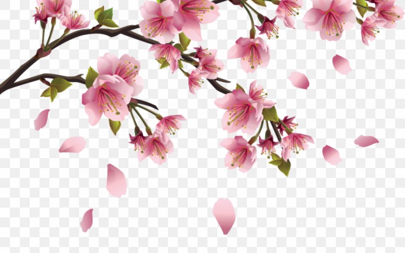 Cherry Blossom Desktop Wallpaper Clip Art, PNG, 1368x855px, Cherry Blossom, Blossom, Branch, Drawing, Floral Design Download Free