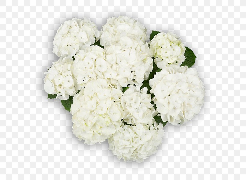 Hydrangea Cut Flowers Floral Design Flower Bouquet, PNG, 600x600px, Hydrangea, Annual Plant, Cornales, Cut Flowers, Floral Design Download Free