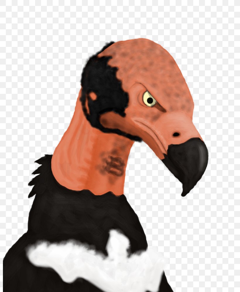 Red-headed Vulture Beak Black Vulture King Vulture, PNG, 800x996px, Redheaded Vulture, Beak, Bird, Black Vulture, Critically Endangered Download Free