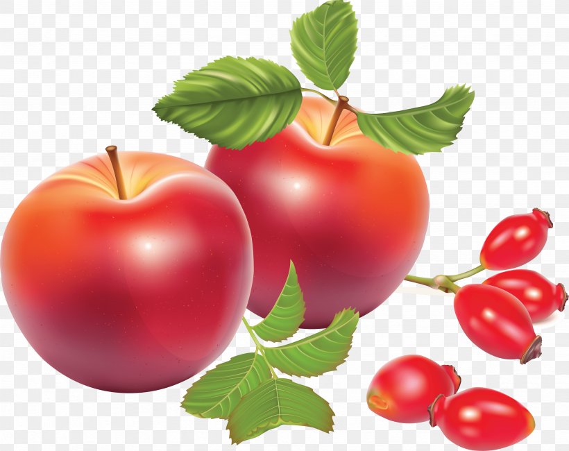 Rose Hip Tea Dog-rose Illustration, PNG, 3491x2768px, Rose Hip, Acerola, Acerola Family, Apple, Berry Download Free