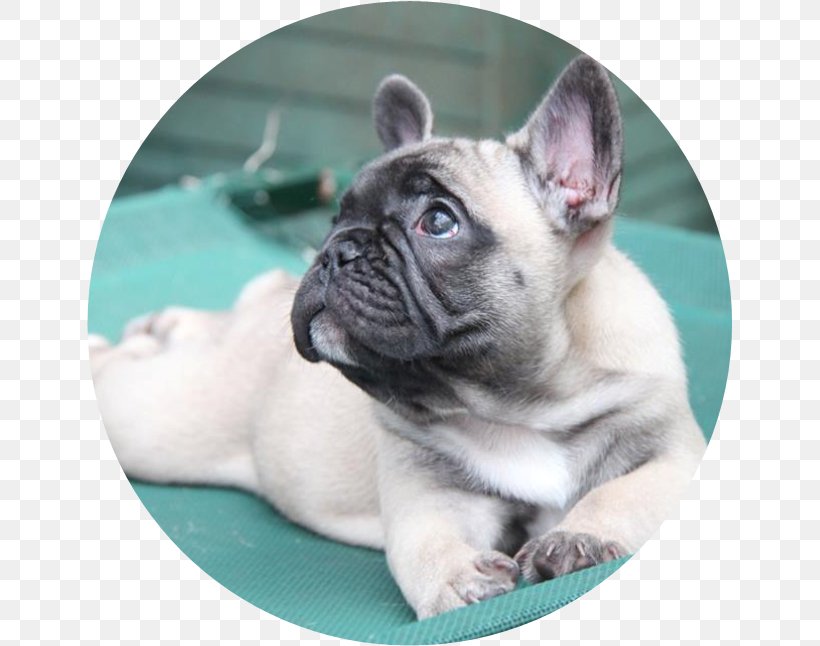 Toy Bulldog French Bulldog Pug Puppy, PNG, 646x646px, Toy Bulldog, Boxer, Bulldog, Carnivoran, Companion Dog Download Free