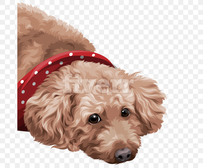 Dog Poodle Cockapoo Puppy Toy Poodle, PNG, 680x680px, Dog, Cockapoo, Dog Collar, Ear, Fur Download Free