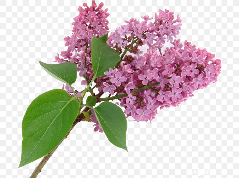 Lilac, PNG, 700x611px, Lilac, Air Fresheners, Exporter, Flower, Garden Download Free