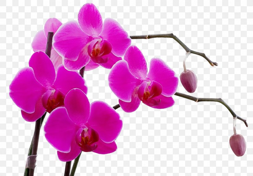 Orchids Lei Women's Health Flower, PNG, 1600x1114px, Watercolor, Artificial Flower, Blossom, Boat Orchid, Branch Download Free