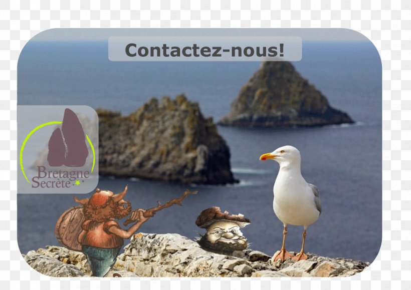 Seabird Advertising Pointe De Pen-Hir Fauna Ecosystem, PNG, 877x620px, Seabird, Advertising, Beak, Bird, Charadriiformes Download Free