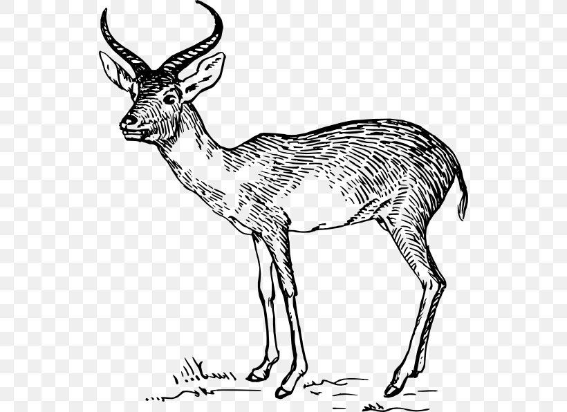 Antelope Horn Cheetah Deer Clip Art, PNG, 534x596px, Antelope, Animal, Animal Figure, Antler, Ausmalbild Download Free