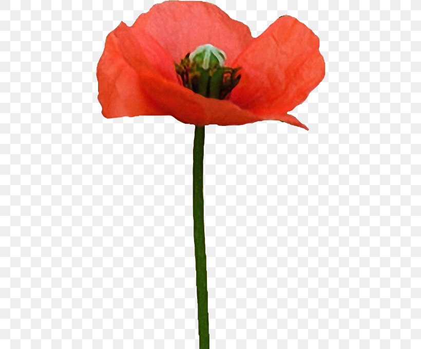 Common Poppy Flower Clip Art, PNG, 448x679px, Poppy, Common Poppy, Coquelicot, Cut Flowers, Flower Download Free