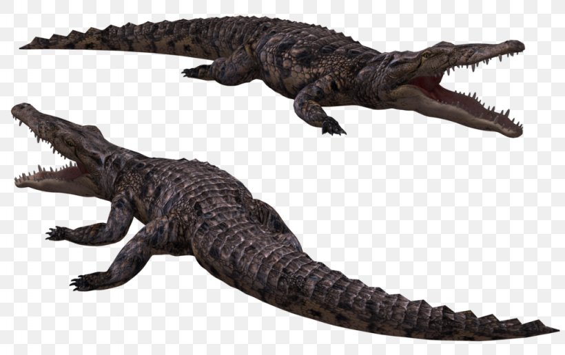 Crocodiles Nile Crocodile Saltwater Crocodile American Alligator, PNG, 1024x645px, Crocodile, Alligator, American Alligator, Crocodiles, Crocodilia Download Free