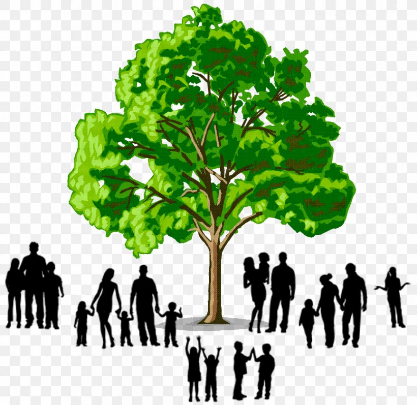 Hardwood Softwood Tree Deciduous, PNG, 864x840px, Hardwood, Arborist, Branch, Building, Conifers Download Free