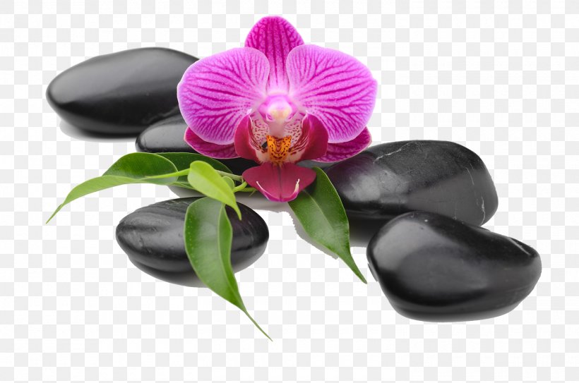Moth Orchids Die Orchideen Photography Royalty-free, PNG, 1500x994px, Orchids, Banco De Imagens, Eksotisk, Flora, Flower Download Free