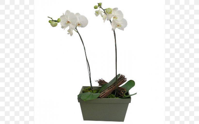 Moth Orchids Flowerpot Cut Flowers, PNG, 600x513px, Moth Orchids, Business, Cut Flowers, Flora, Flower Download Free