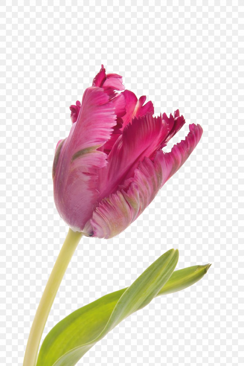 Parrot Tulips Beach Rose Flower Bouquet, PNG, 3000x4500px, Parrot Tulips, Beach Rose, Color, Dark Purple, Flower Download Free