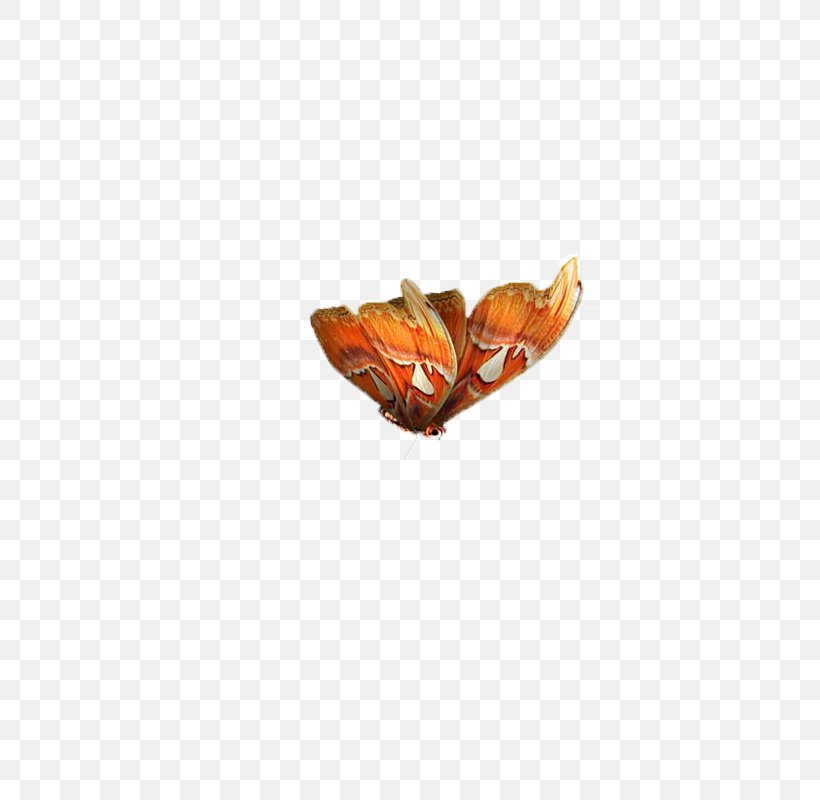 Butterfly Moth Pattern, PNG, 800x800px, Butterfly, Heart, Insect, Invertebrate, Moth Download Free