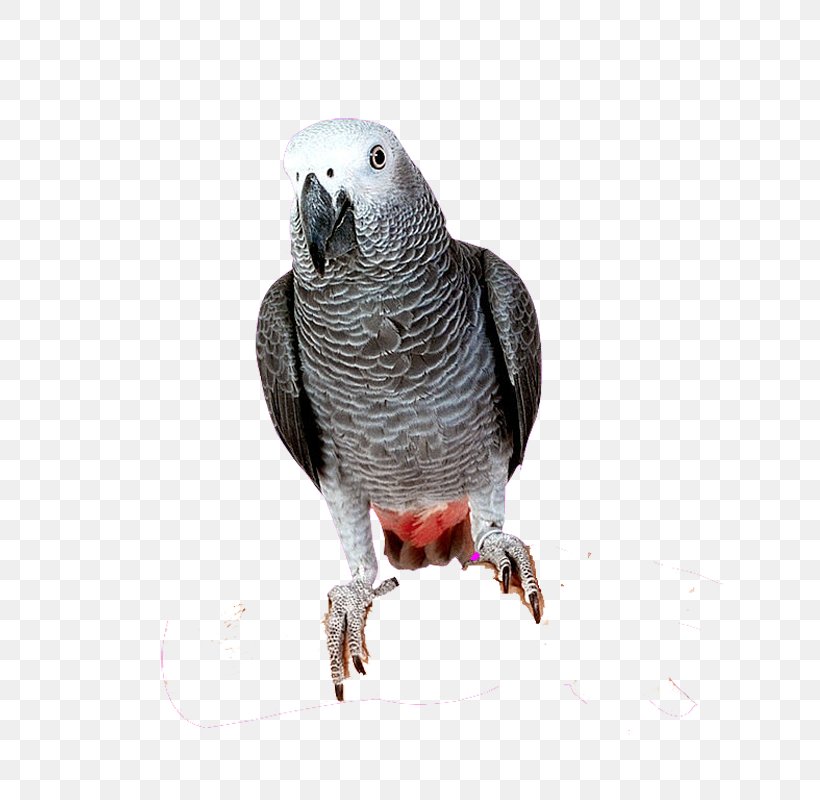 Bird Cockatoo Cockatiel Parakeet, PNG, 800x800px, Bird, African Grey, Beak, Cockatiel, Cockatoo Download Free