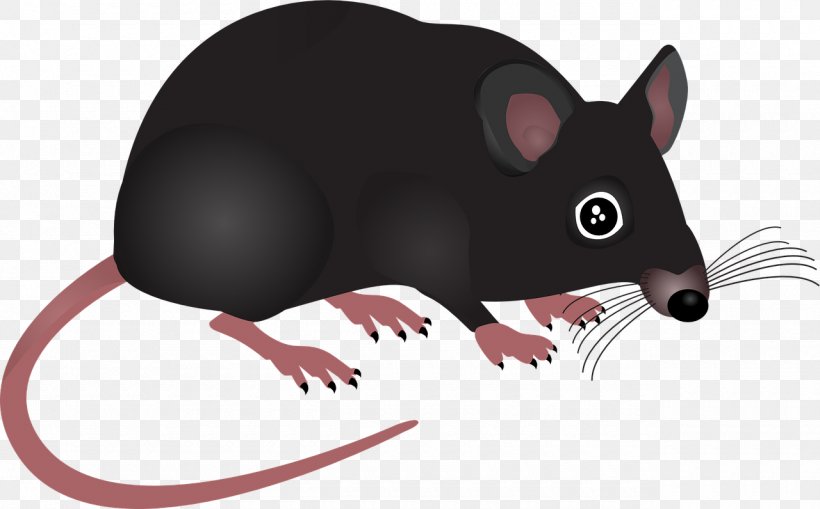Computer Mouse Rodent Clip Art, PNG, 1280x796px, Mouse, Brown Rat, Carnivoran, Computer Mouse, Fauna Download Free