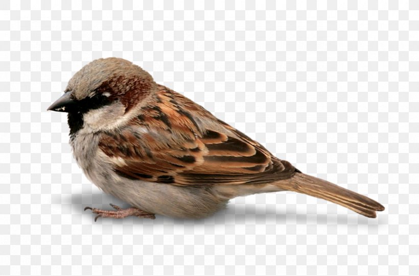 House Sparrow Bird Botad Pine, PNG, 1280x846px, House Sparrow, American Sparrows, Animal, Beak, Bird Download Free