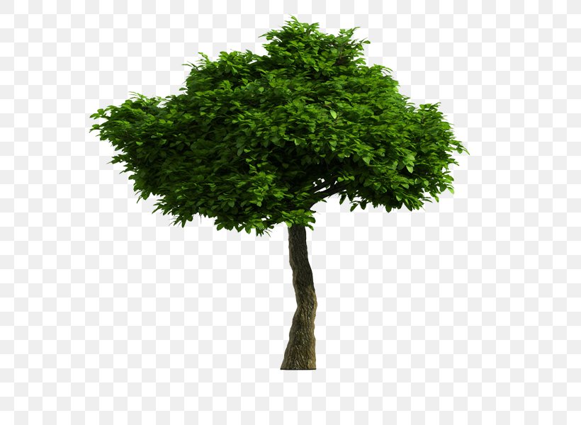 Tree Stock Photography Illustration Stock.xchng Trunk, PNG, 600x600px, Tree, Deciduous, Evergreen, Flowerpot, Grass Download Free
