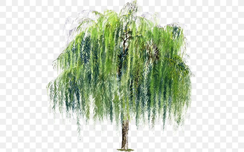 Weeping Willow, PNG, 512x512px, Weeping Willow, Branch, Evergreen, Flowerpot, Giant Sequoia Download Free
