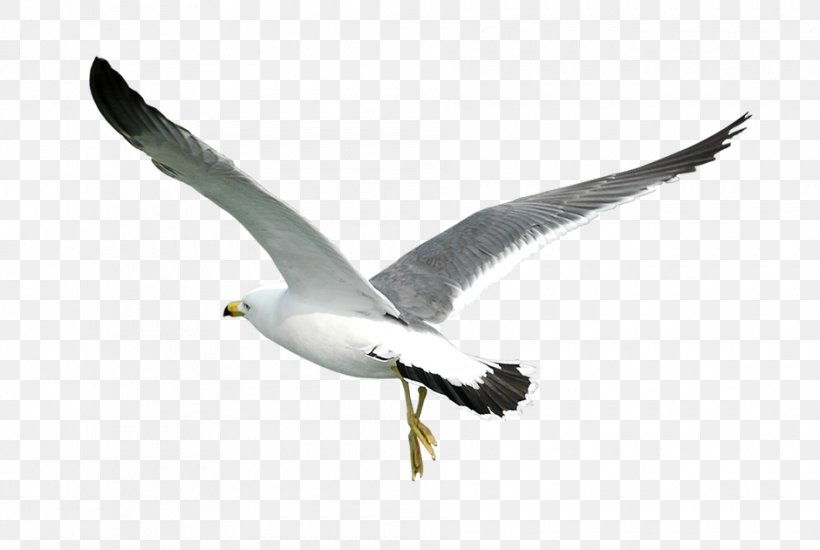 Bird Laridae Common Gull, PNG, 940x631px, Bird, Auk, Beak, Common Gull, Ducks Geese And Swans Download Free