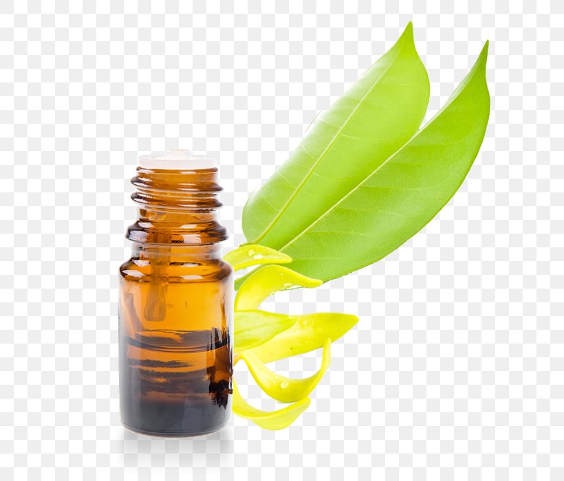Essential Oil Rosemary Ravensara Aromatica Eucalyptol, PNG, 700x700px, Essential Oil, Aromatherapy, Bottle, Camphor, Camphor Tree Download Free