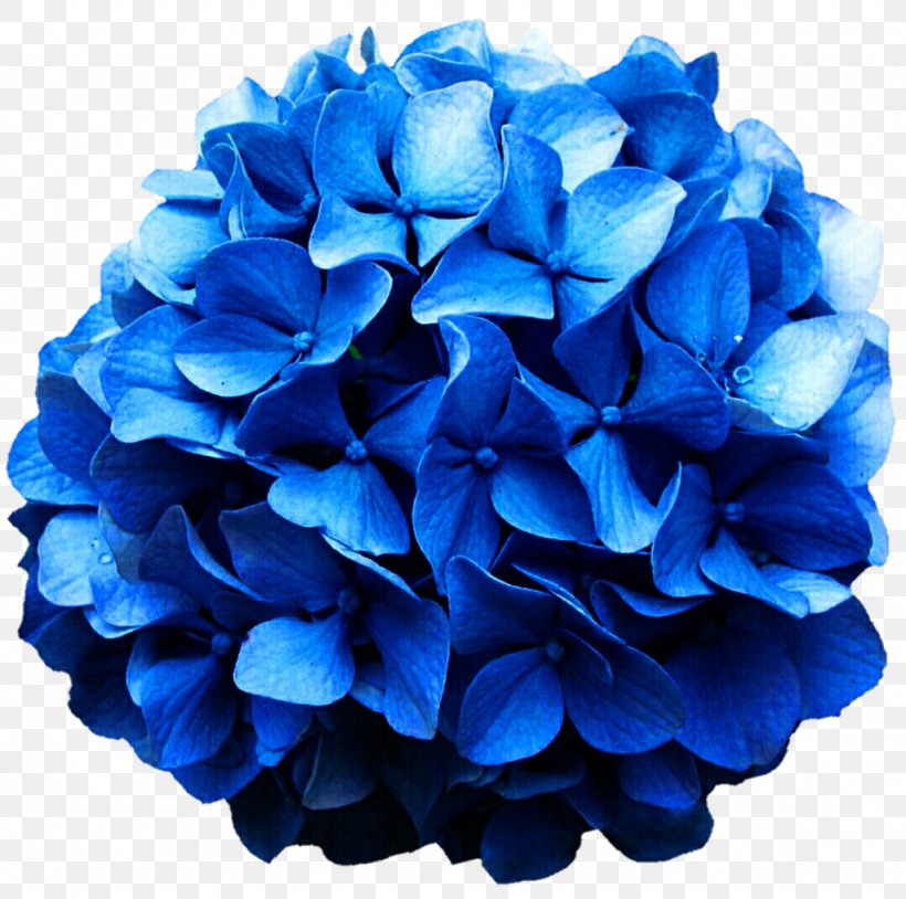 Hydrangea Cobalt Blue Cut Flowers, PNG, 1024x1017px, Hydrangea, Blue, Cobalt Blue, Cornales, Cut Flowers Download Free