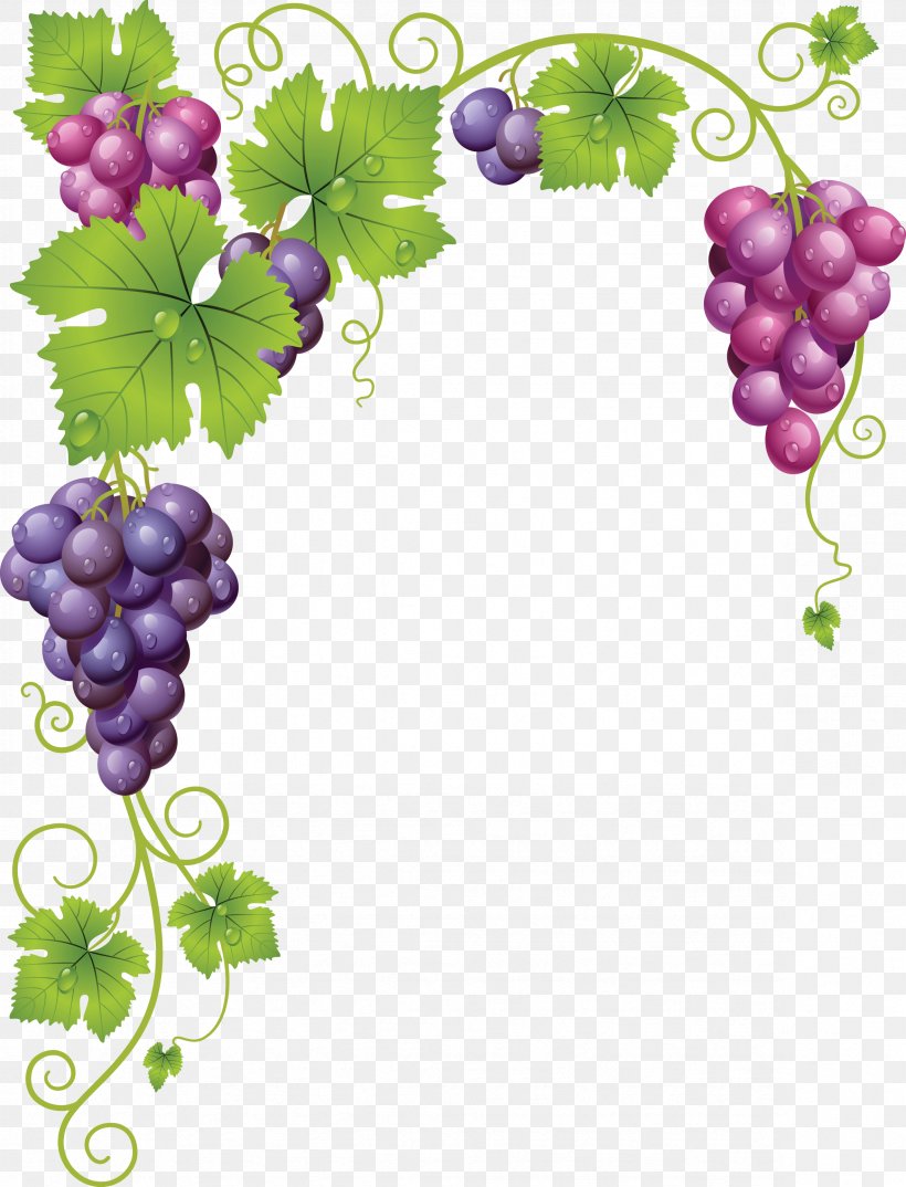 Grapevines Grape Leaves Wine, PNG, 2362x3096px, Grape, Drawing, Flowering Plant, Food, Fruit Download Free