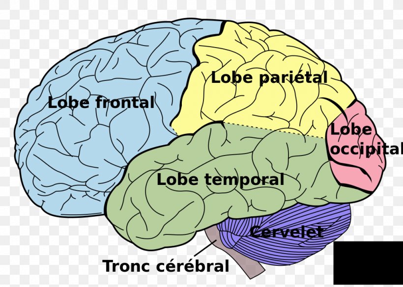 Human Brain Lobes Of The Brain Lateralization Of Brain Function Human Body, PNG, 1024x731px, Watercolor, Cartoon, Flower, Frame, Heart Download Free