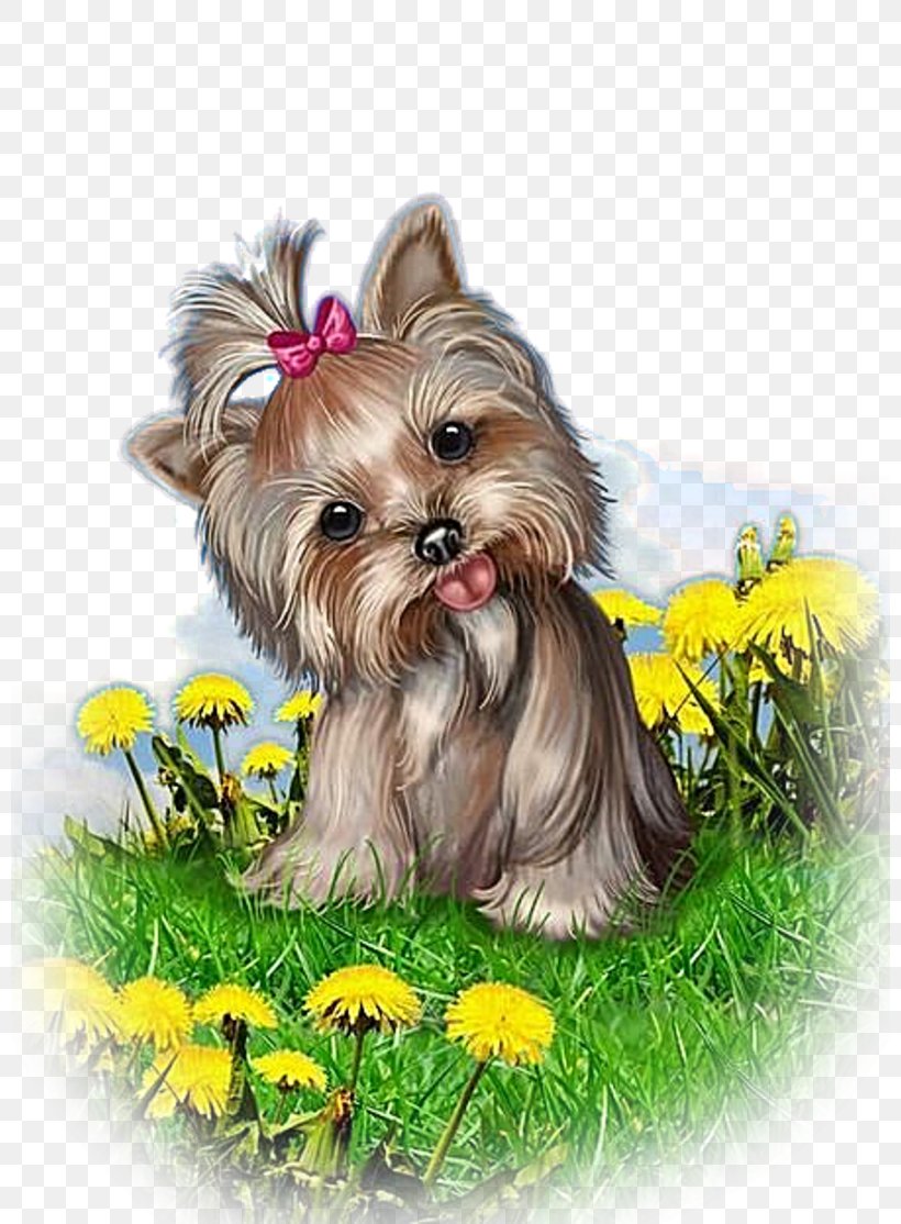 Yorkshire Terrier Morkie Puppy Dog Breed Biewer Terrier, PNG, 800x1114px, Yorkshire Terrier, Biewer Terrier, Breed, Carnivoran, Companion Dog Download Free