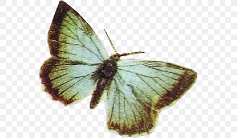 Colias Watercolor Painting Drawing, PNG, 547x480px, Colias, Arthropod, Brush Footed Butterfly, Butterfly, Drawing Download Free