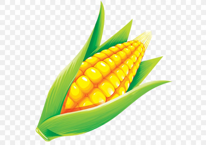 Maize Grauds, PNG, 1191x842px, Maize, Advertising, Cartoon, Commodity, Corn Kernel Download Free