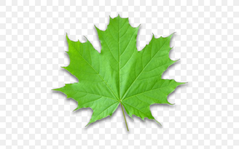 Maple Leaf Green Autumn Leaf Color Clip Art, PNG, 512x512px, Maple Leaf, Autumn Leaf Color, Color, Green, Leaf Download Free
