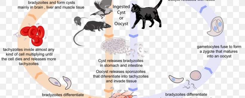 Cat Toxoplasma Gondii Host Toxoplasmosis Biological Life Cycle, PNG, 1200x480px, Watercolor, Cartoon, Flower, Frame, Heart Download Free