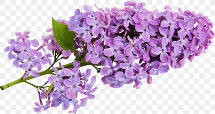 Common Lilac Watercolor Painting Clip Art, PNG, 2073x1102px, Lilac, Common Lilac, Flower, Flowering Plant, Lavender Download Free