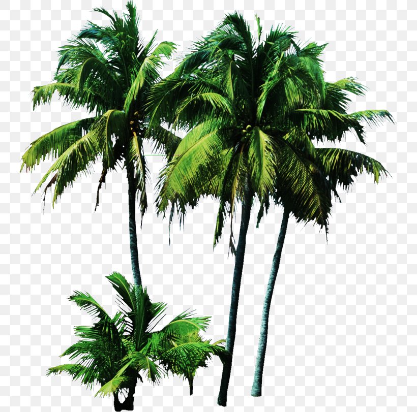 Palm Trees Coconut Clip Art Shrub, PNG, 744x811px, Tree, Arecales, Attalea Speciosa, Babassu, Borassus Flabellifer Download Free