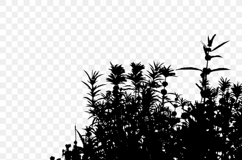 Shrub Palm Trees Flowering Plant, PNG, 1600x1060px, Shrub, Arecales, Attalea Speciosa, Black, Blackandwhite Download Free