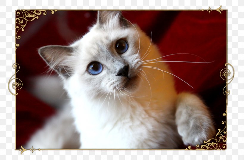 Birman Ragdoll Balinese Cat Whiskers Kitten, PNG, 833x546px, Birman, Balinese, Balinese Cat, Carnivoran, Cat Download Free