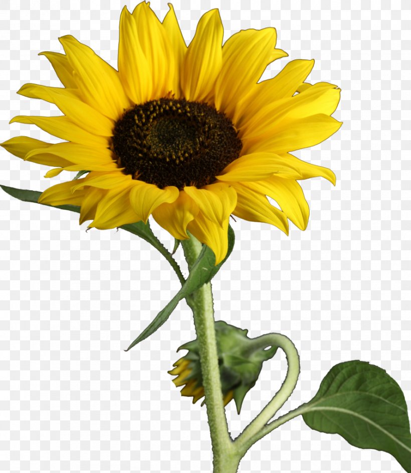 Common Sunflower, PNG, 888x1024px, Flower, Annual Plant, Art, Asterales, Common Sunflower Download Free