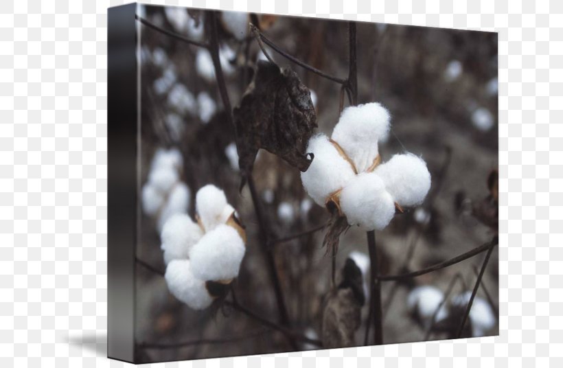 Cotton Industry Textile 綿 Kapok Tree, PNG, 650x536px, Cotton, Branch, Cellulose, Cotton Made In Africa, Export Download Free