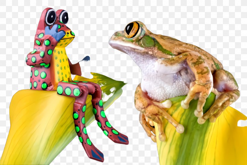 Frog Tree Frog Tree Frog True Frog Agalychnis, PNG, 2444x1636px, Frog, Agalychnis, Hyla, Shrub Frog, Toad Download Free