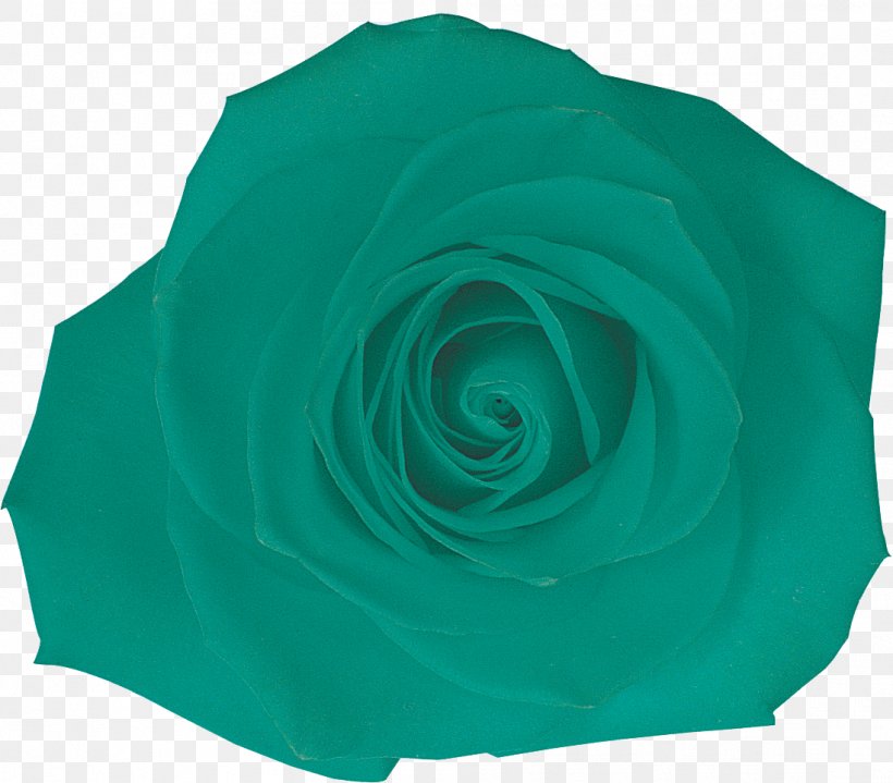 Garden Roses Petal Turquoise, PNG, 1098x963px, Garden Roses, Aqua, Blue, Flower, Flowering Plant Download Free