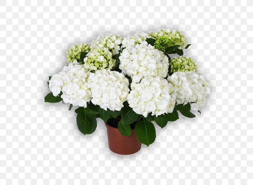 Hydrangea Flowerpot Cut Flowers Floral Design, PNG, 600x600px, Hydrangea, Annual Plant, Cornales, Cut Flowers, Floral Design Download Free