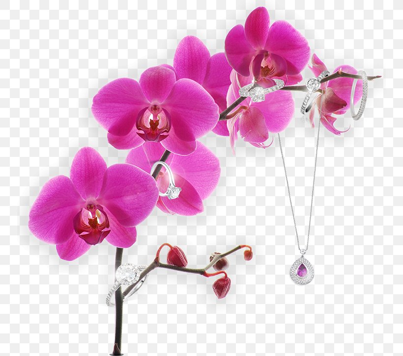 Moth Orchids Stock Photography Image Pink, PNG, 750x726px, Orchids, Alamy, Artificial Flower, Blossom, Branch Download Free