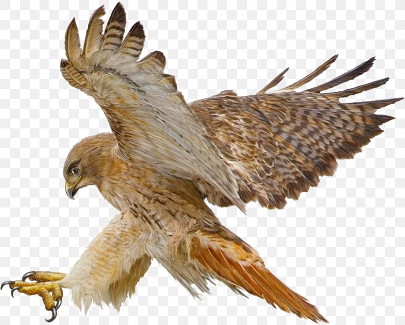 Red-tailed Hawk Drawing, PNG, 1600x1284px, Redtailed Hawk, Accipitriformes, Beak, Bird, Bird Of Prey Download Free