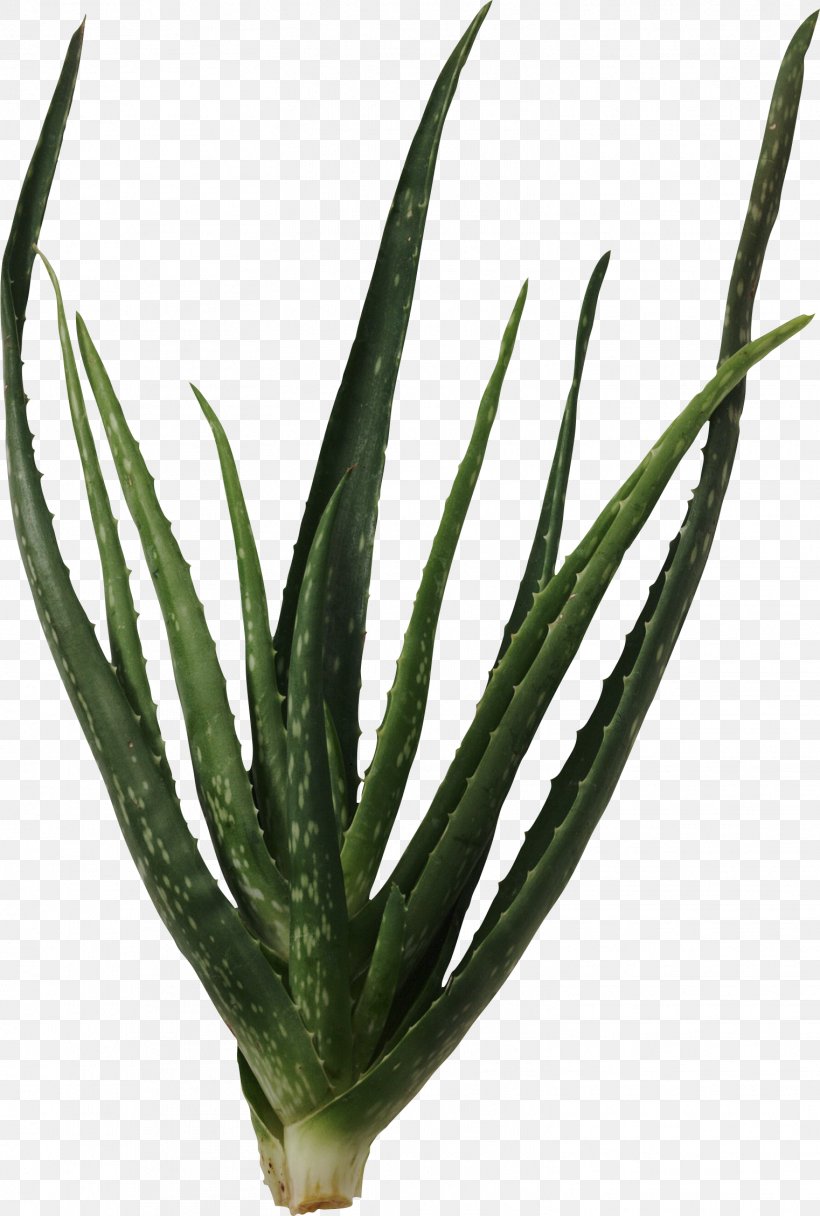 Succulent Plant Cactaceae Aloe Vera Clip Art, PNG, 1522x2258px, Plant, Agave Azul, Aloe, Aloe Vera, Arnica Download Free