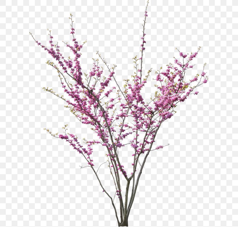 Tree Cercis Siliquastrum Flower Blossom, PNG, 619x782px, Tree, Blossom, Branch, Cercis Siliquastrum, Cherry Blossom Download Free
