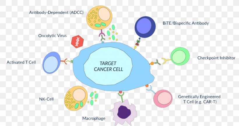 Antibody-dependent Cell-mediated Cytotoxicity Cell-mediated Immunity Cancer Immunotherapy Immune System, PNG, 1024x543px, Cellmediated Immunity, Antibody, Brand, Cancer, Cancer Immunotherapy Download Free