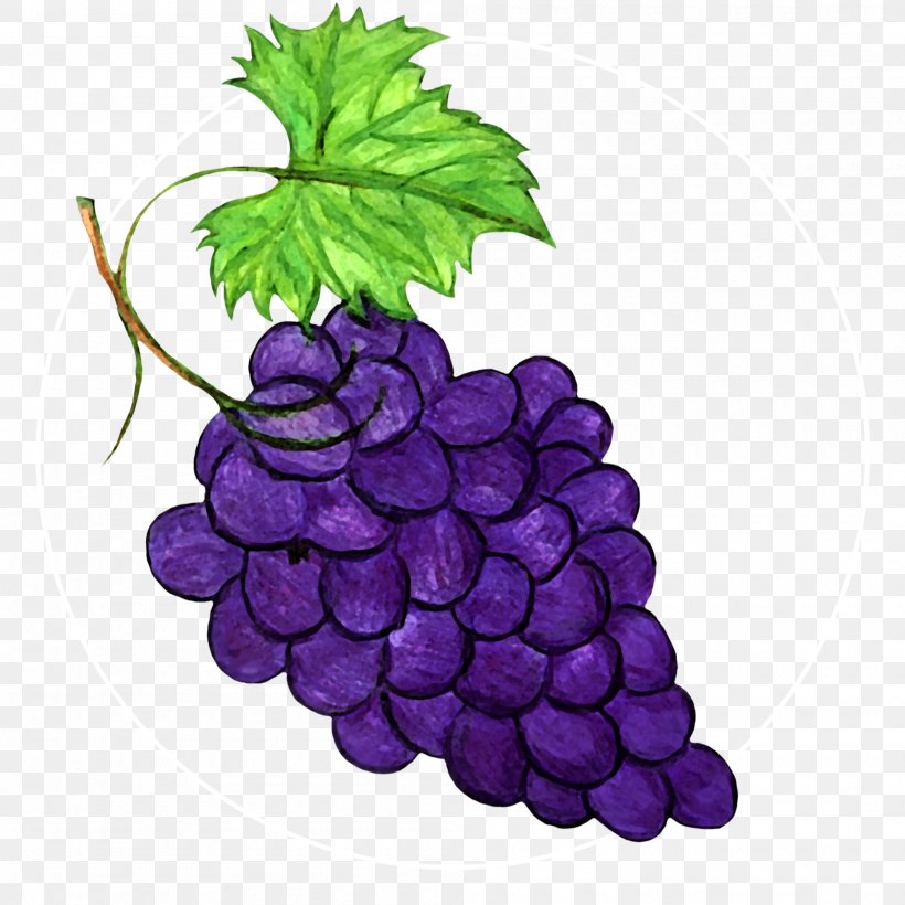 Grape Grape Leaves Seedless Fruit Grapevine Family Vitis, PNG, 2000x2000px, Grape, Fruit, Grape Leaves, Grapevine Family, Leaf Download Free