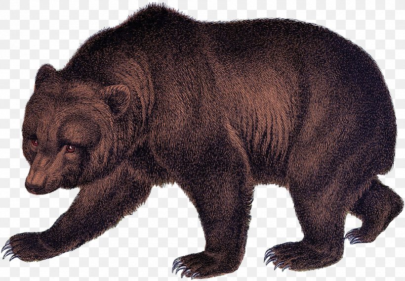 Grizzly Bear American Black Bear Brown Bear Fur, PNG, 1800x1248px, Grizzly Bear, American Black Bear, Animal, Bear, Brown Bear Download Free