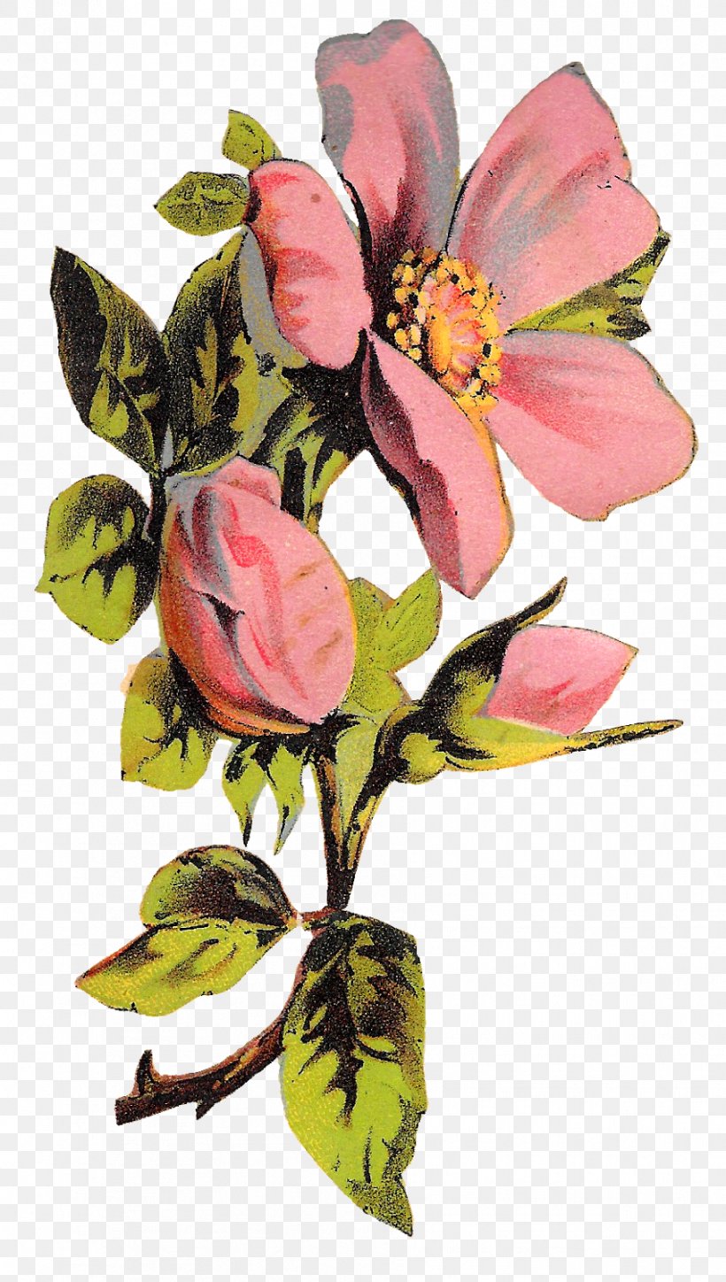 Cabbage Rose Floral Design Flower Clip Art, PNG, 906x1600px, Cabbage Rose, Art, Blossom, Botany, Branch Download Free