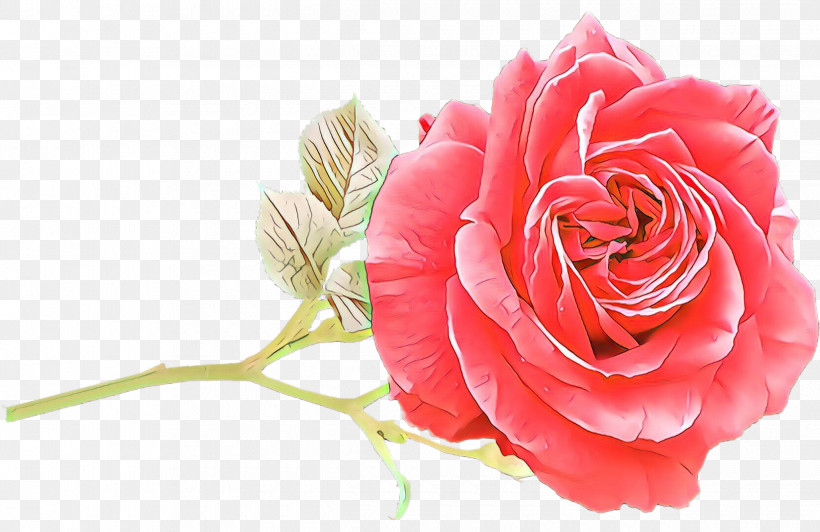 Garden Roses, PNG, 2480x1611px, Flower, Artificial Flower, Bouquet, Camellia, China Rose Download Free